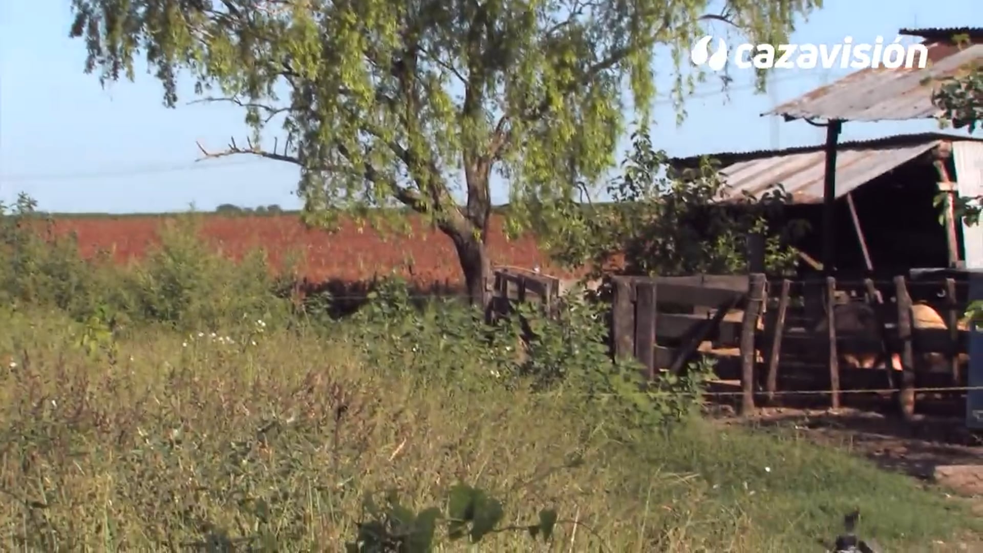 Lances incontables a palomas y patos en tiradas argentinas