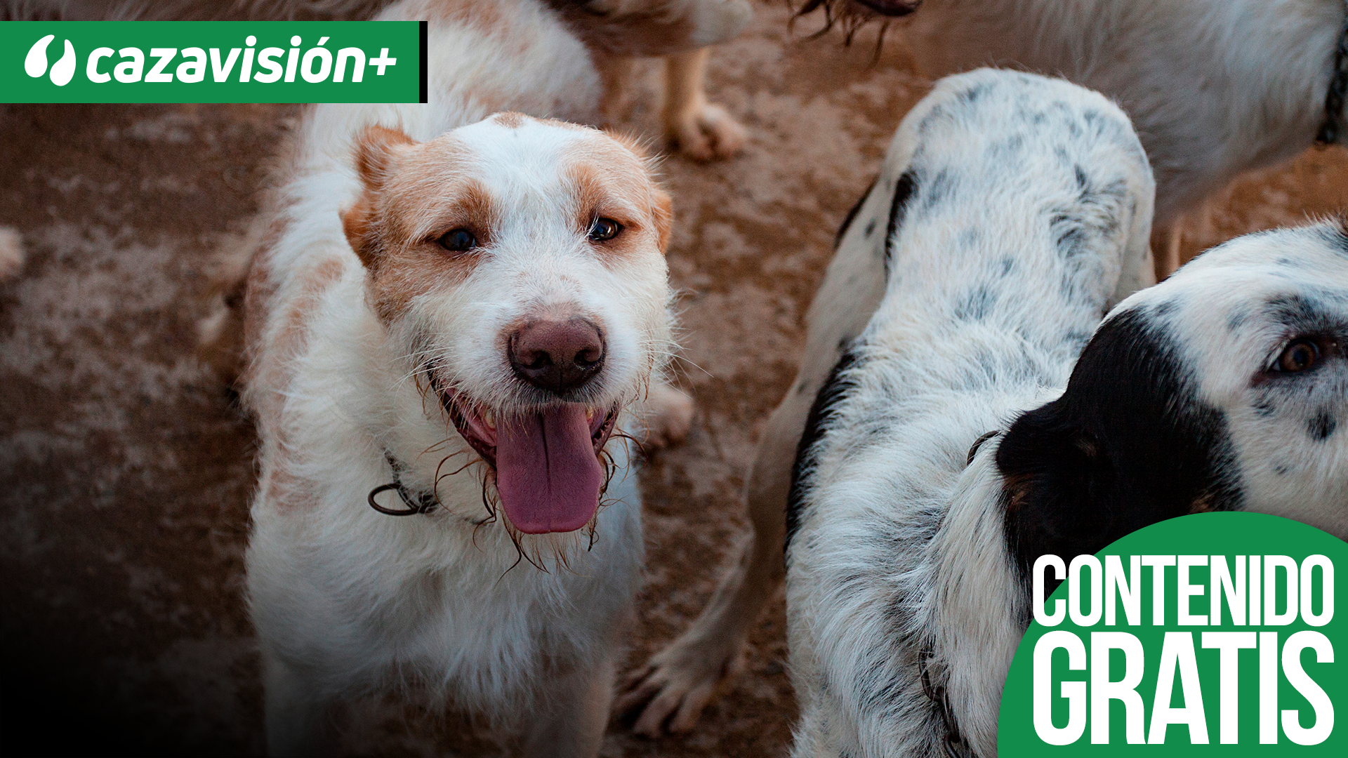 Montería de jabalíes en la Umbría