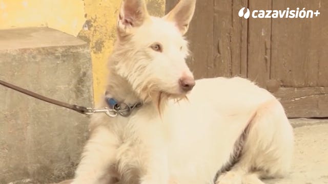Razas Ibéricas: El podenco campanero