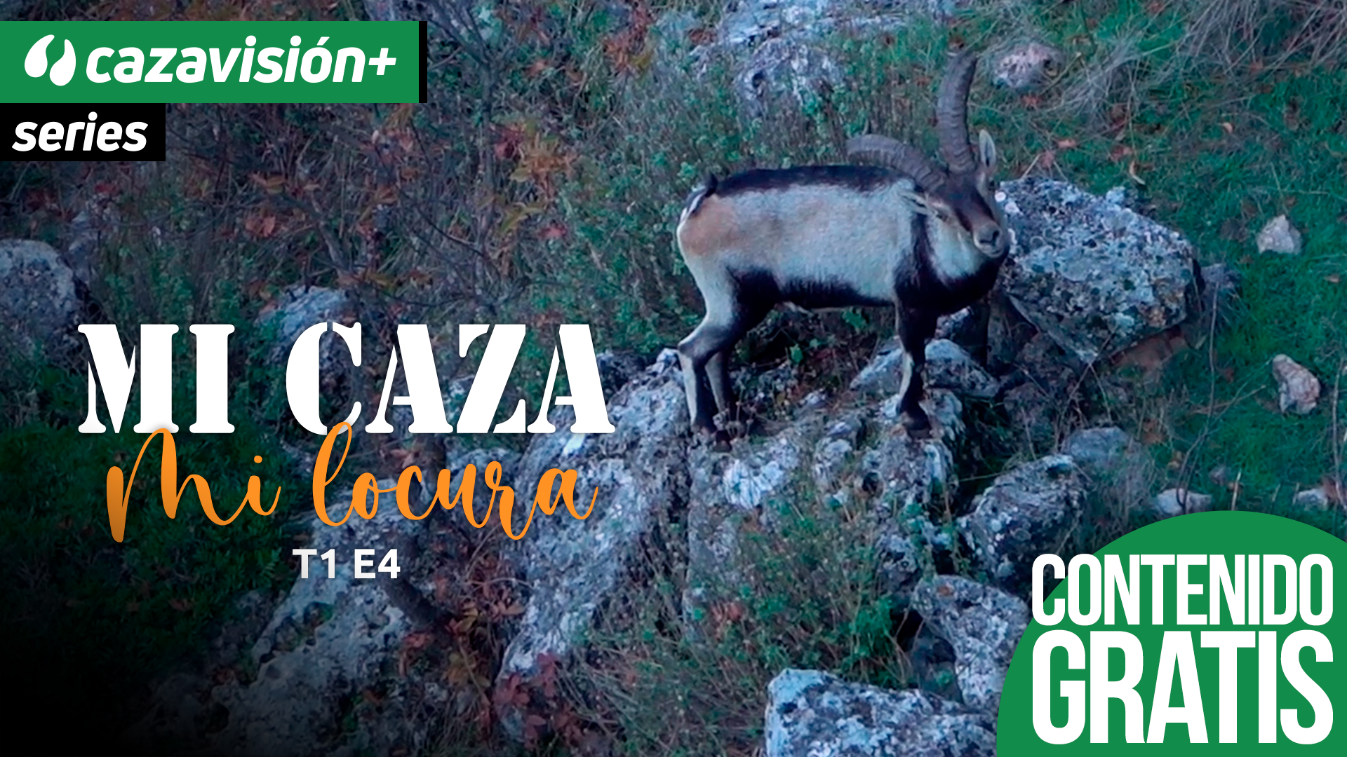 Tras el macho de la Sierra de Segura