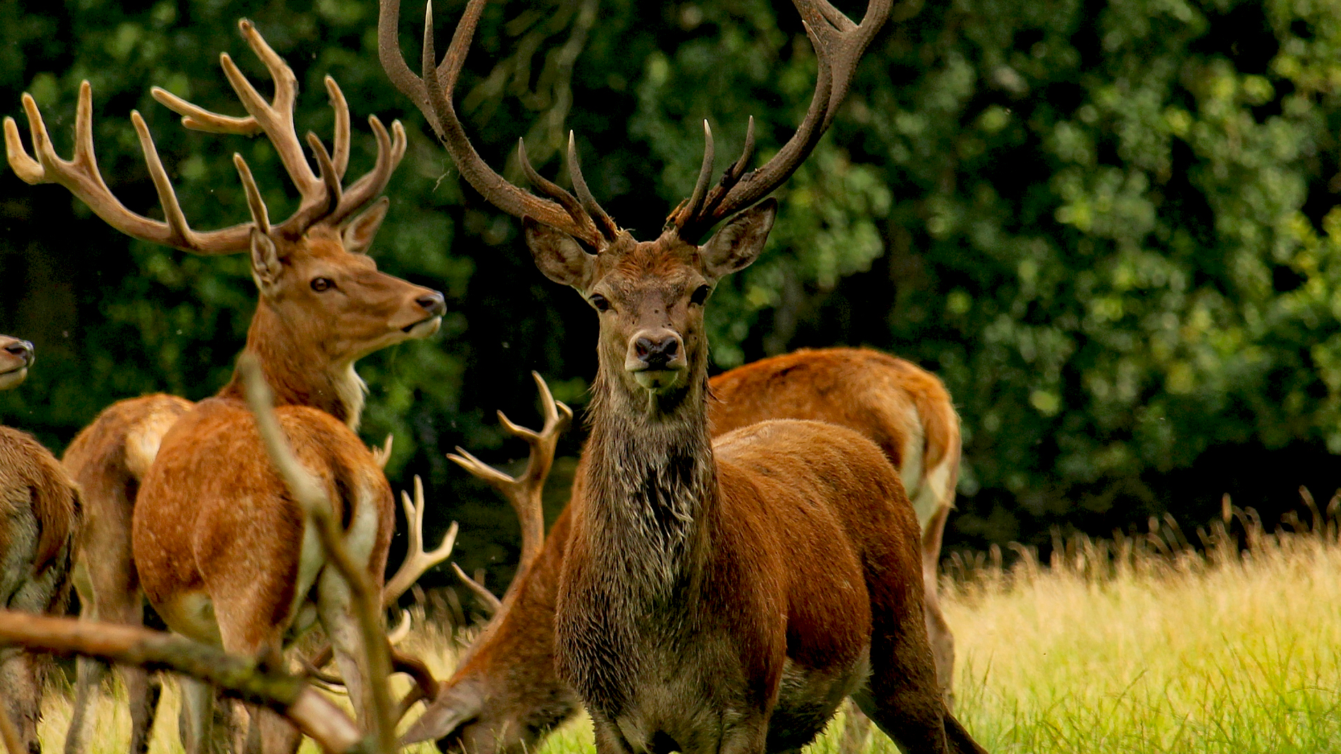 Venados, muflones y jabalíes en La Solana