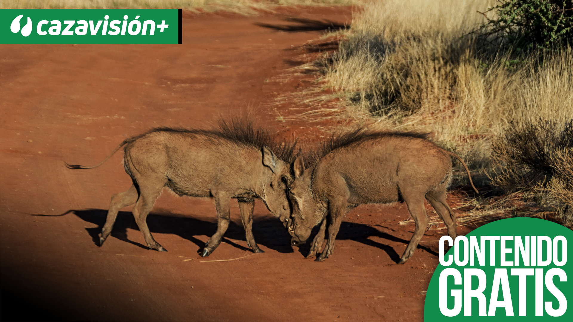 Caza de facocheros por manadas 2