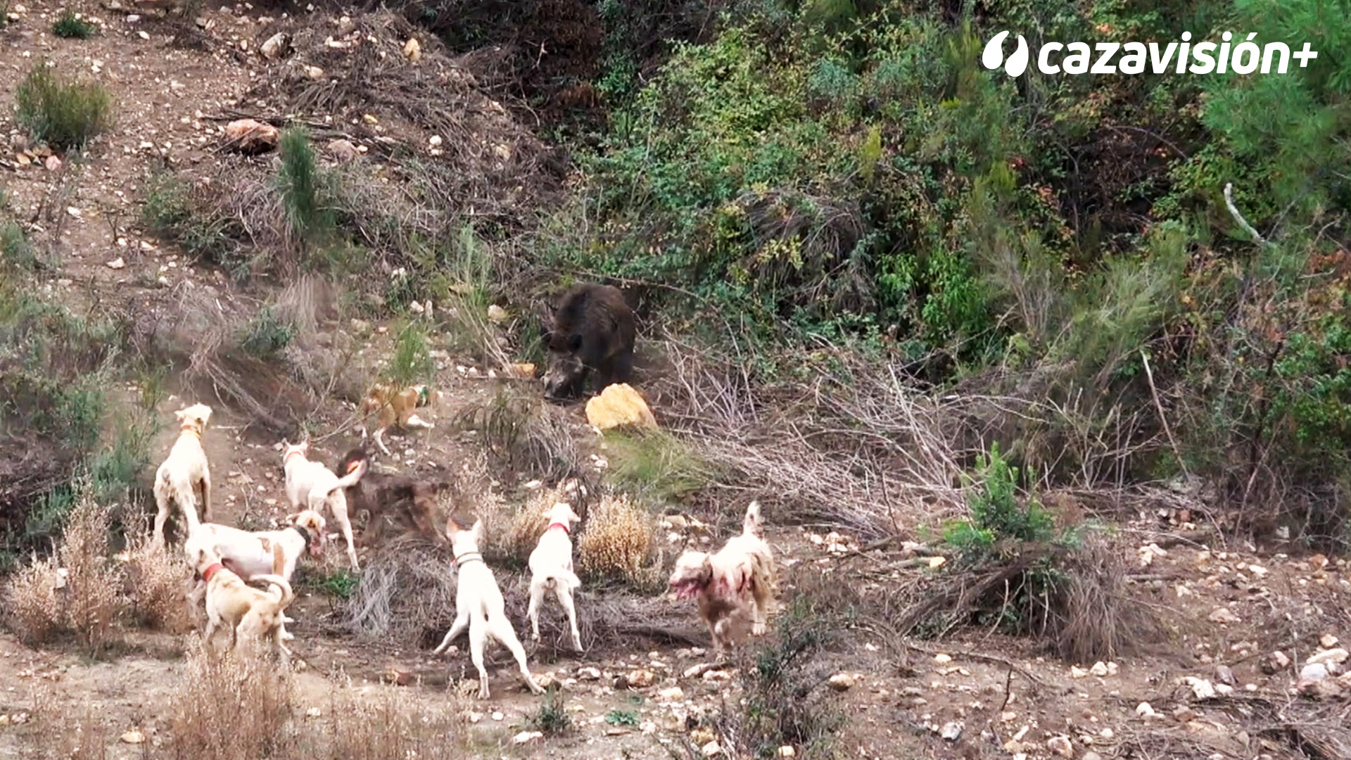 Montería de grandes jabalíes en Los Valles