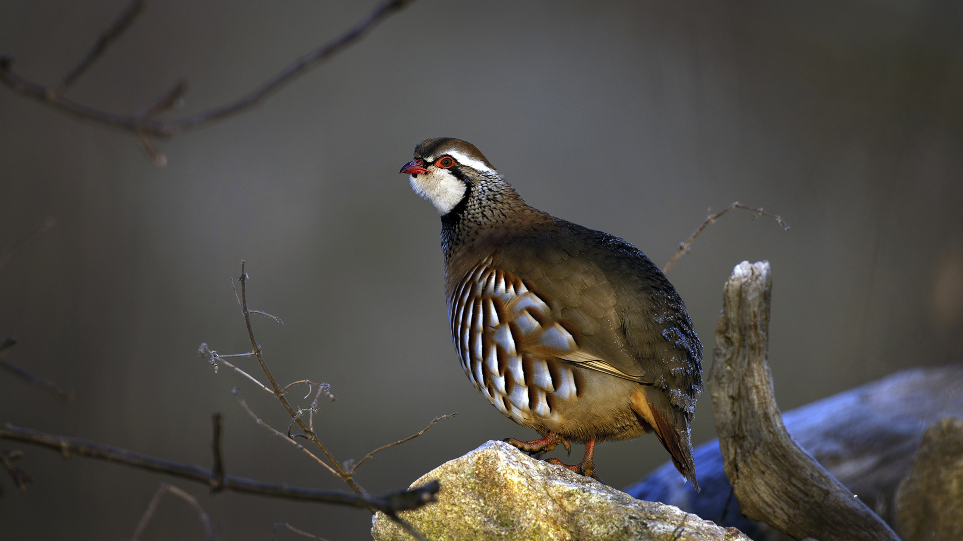 Perdices en mano y en familia en Portugal