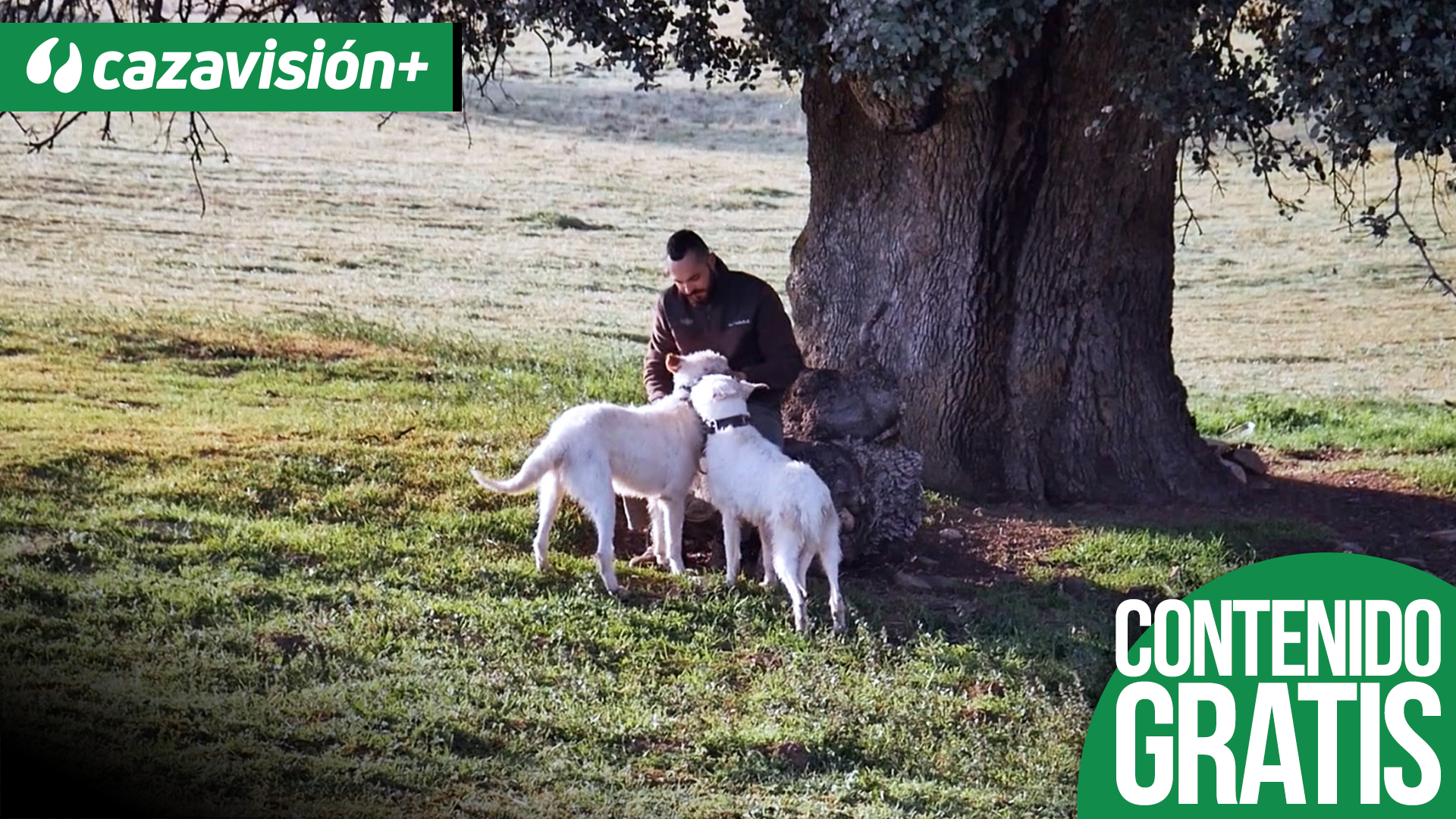 La mirada del rehalero