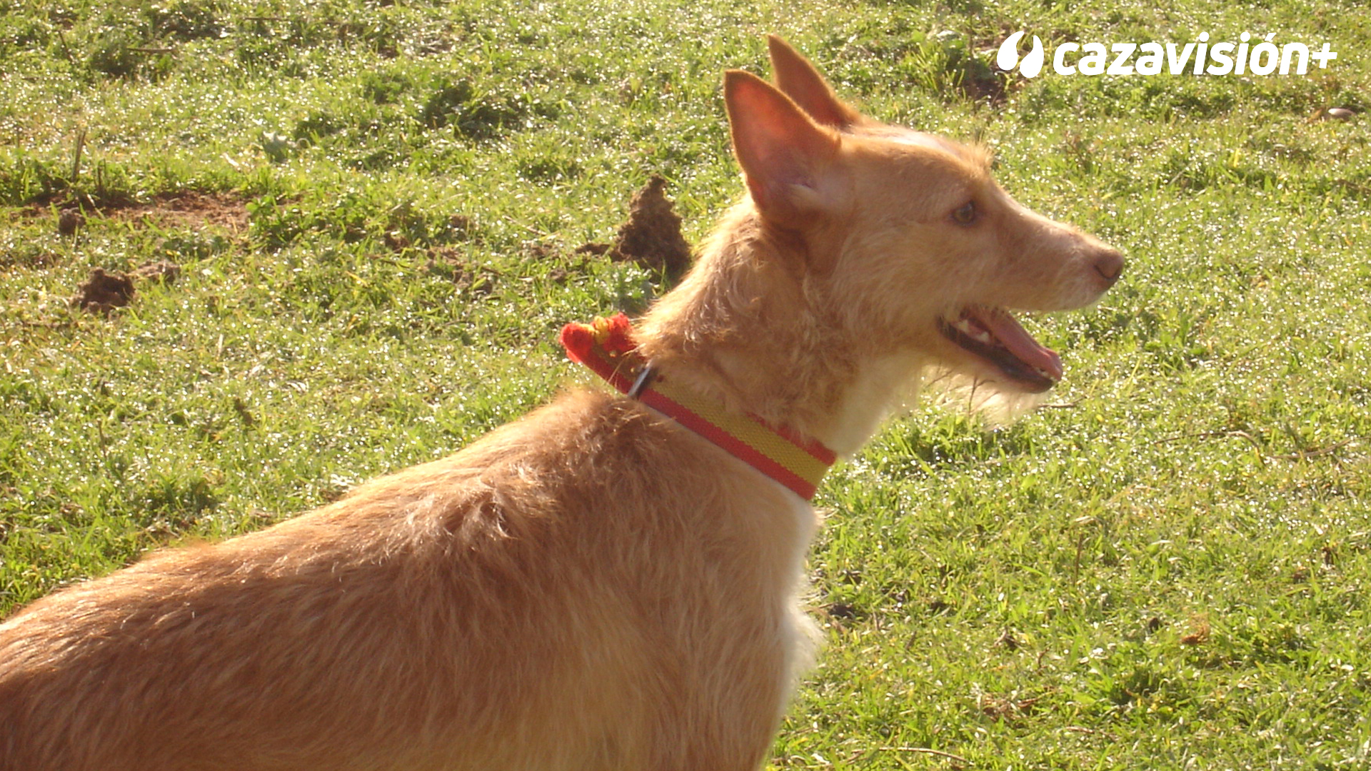 Razas Ibéricas: El podenco portugués