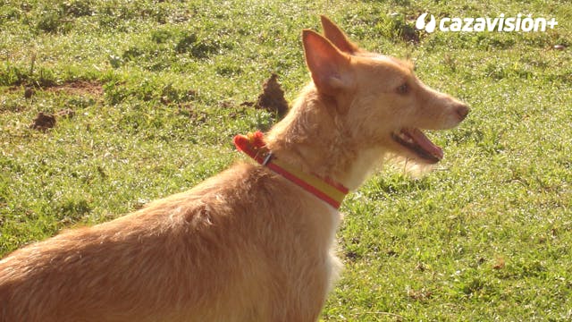 Razas Ibéricas: El podenco portugués