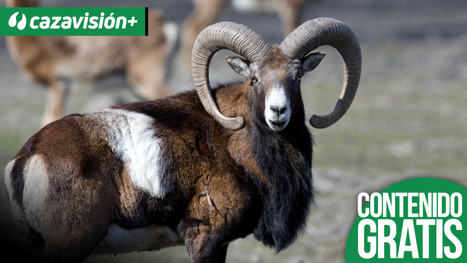 Monteando los muflones de Traspinedo