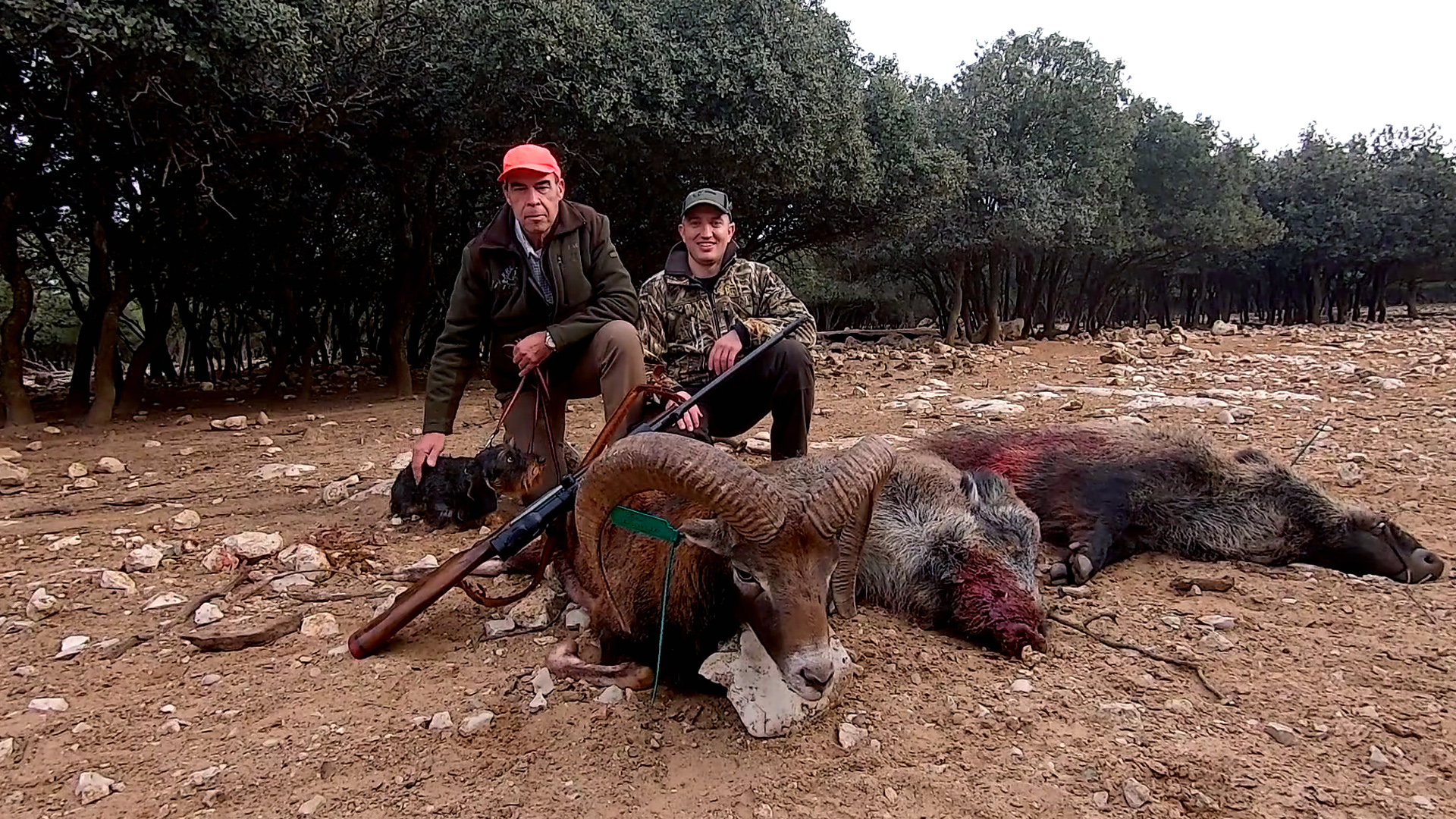 Jabalíes en la ribera del Duero