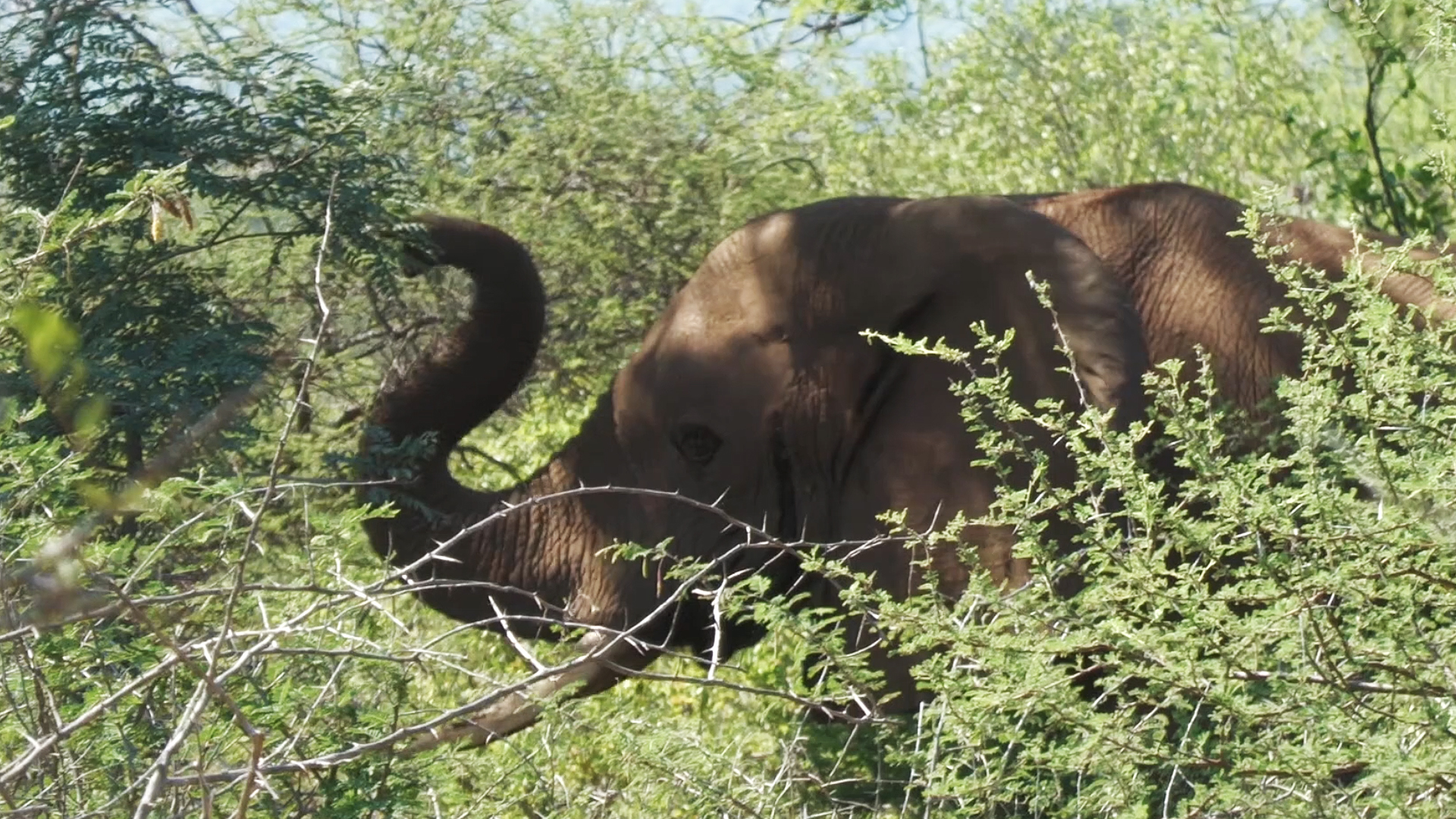 Los elefantes de Chivalawara