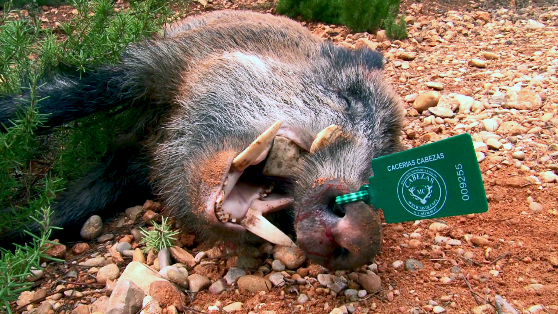 Monteando las reses y jabalíes de la Manchuela