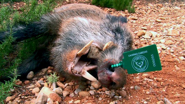 Monteando las reses y jabalíes de la ...