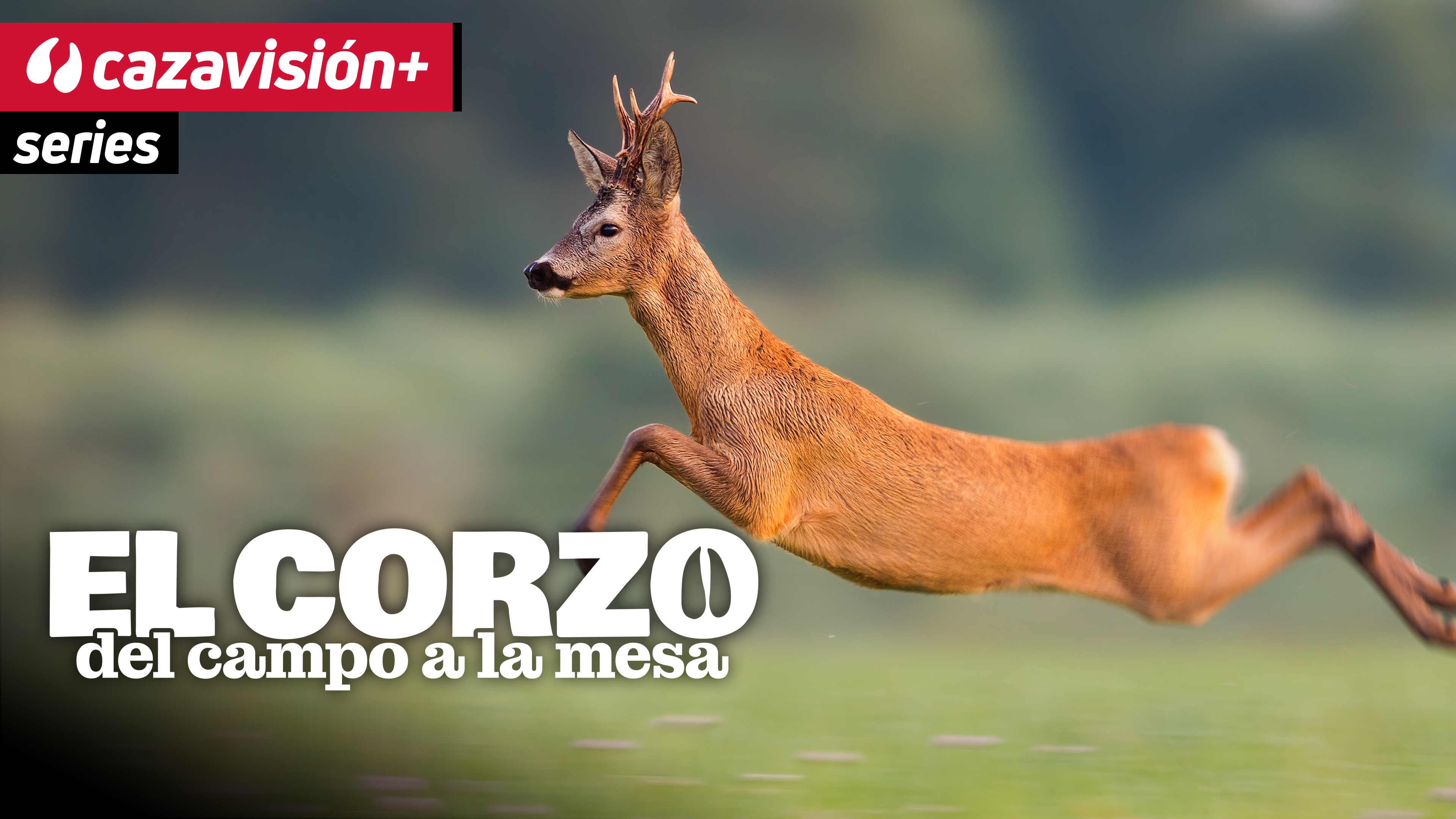 El corzo, del campo a la mesa