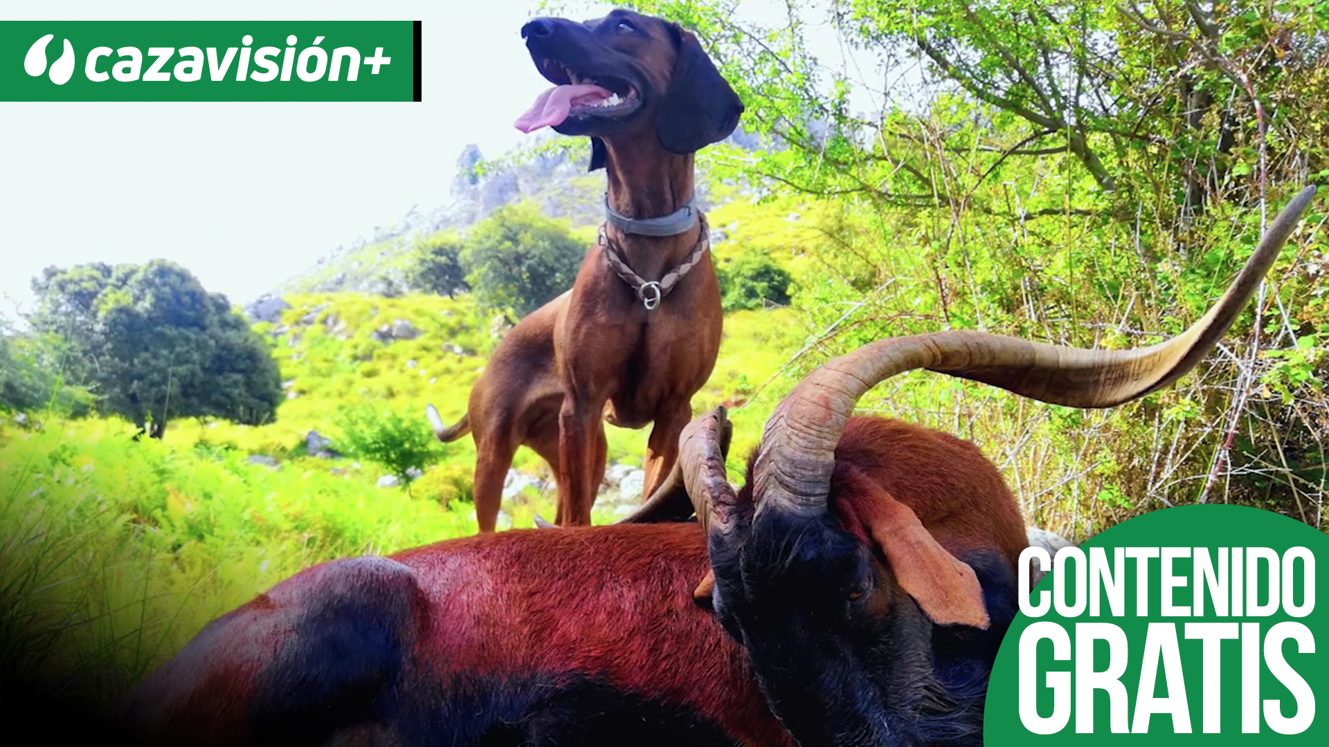 Gestión de fincas para cazar el Boc Balear