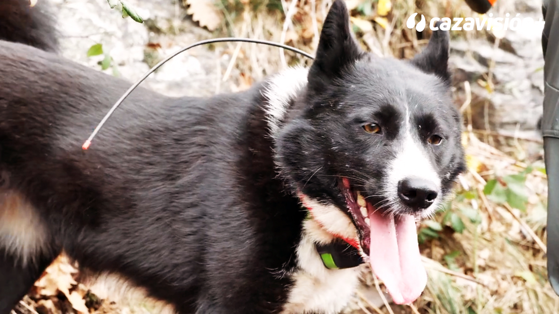 Caza de jabalí al salto con osos de carelia