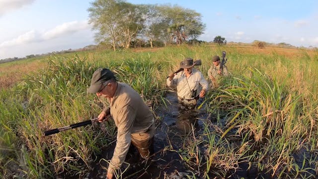 Búfalos en libertad en Mozambique
