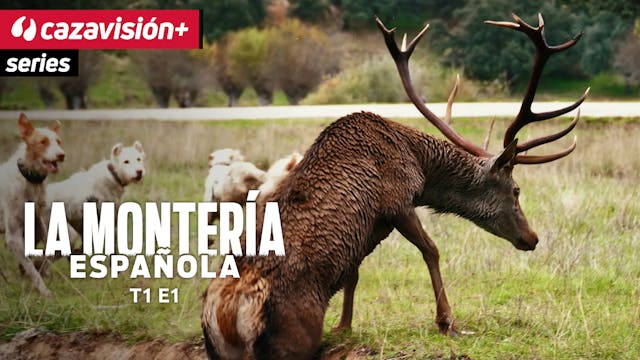 El origen de la montería