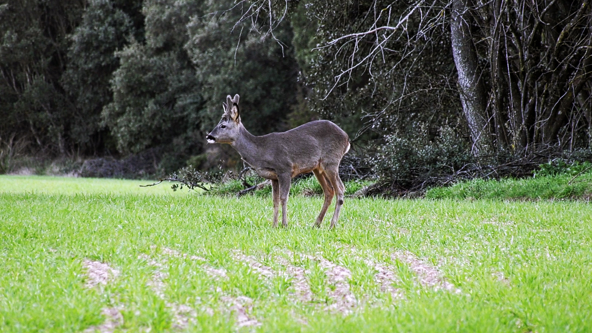 Reducción poblacional de corzas con tres objetivos