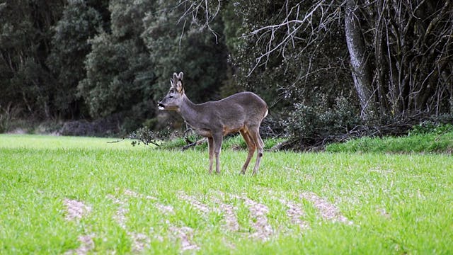 Reducción poblacional de corzas con t...