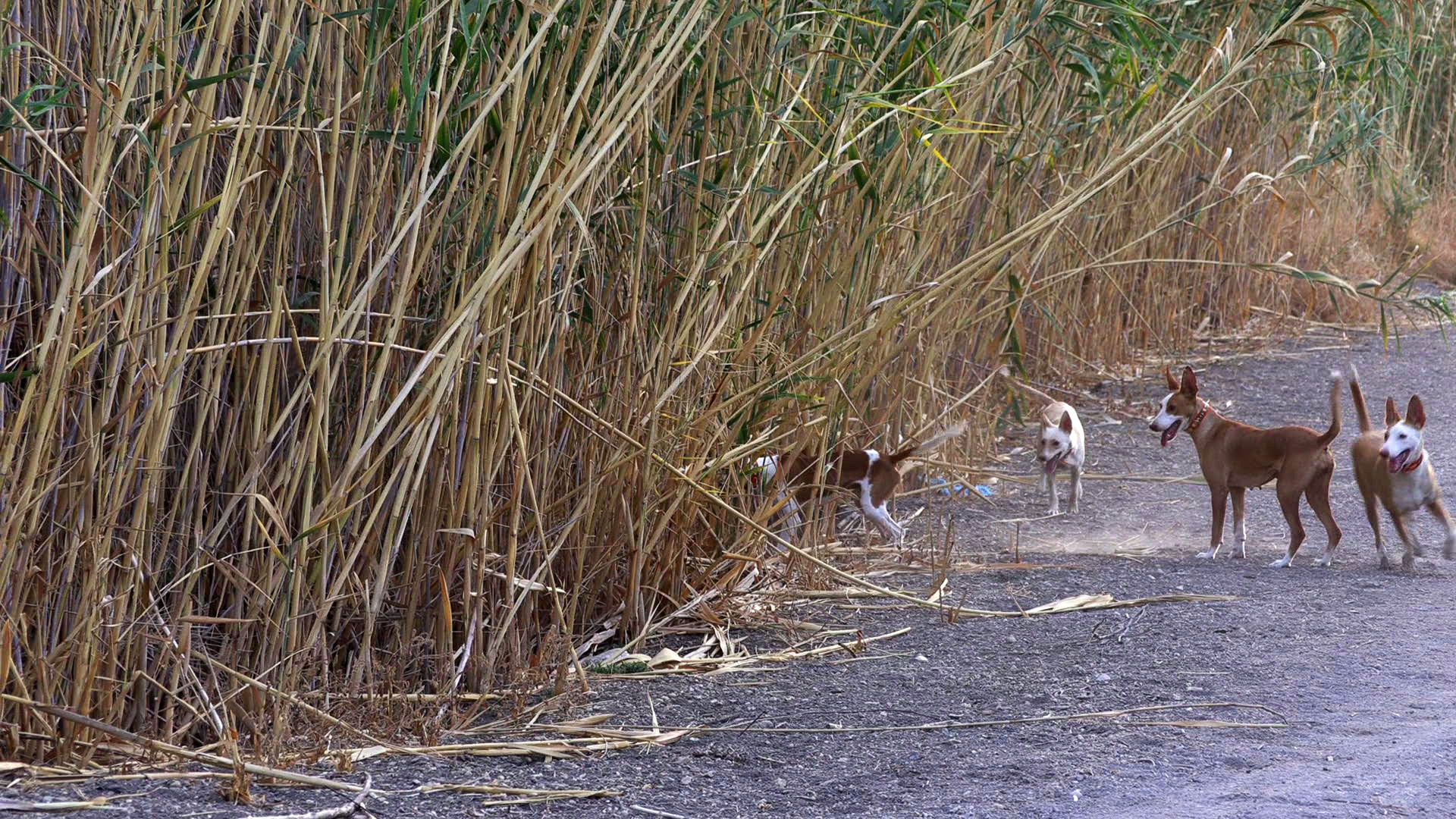 Conejos con podencos en Lebrija