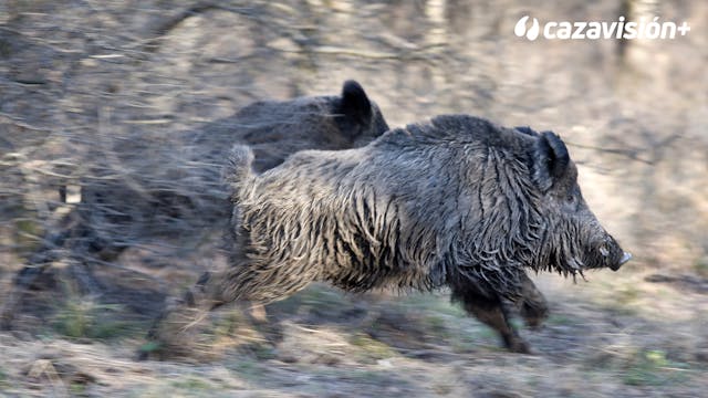 Monteando en Cabeza Parda con cazador...