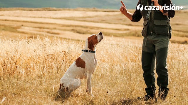 Curso de adiestramiento. Cap 3: Las b...