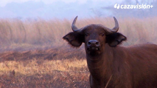 Búfalo e hipo, en las zonas pantanosas de Etiopía