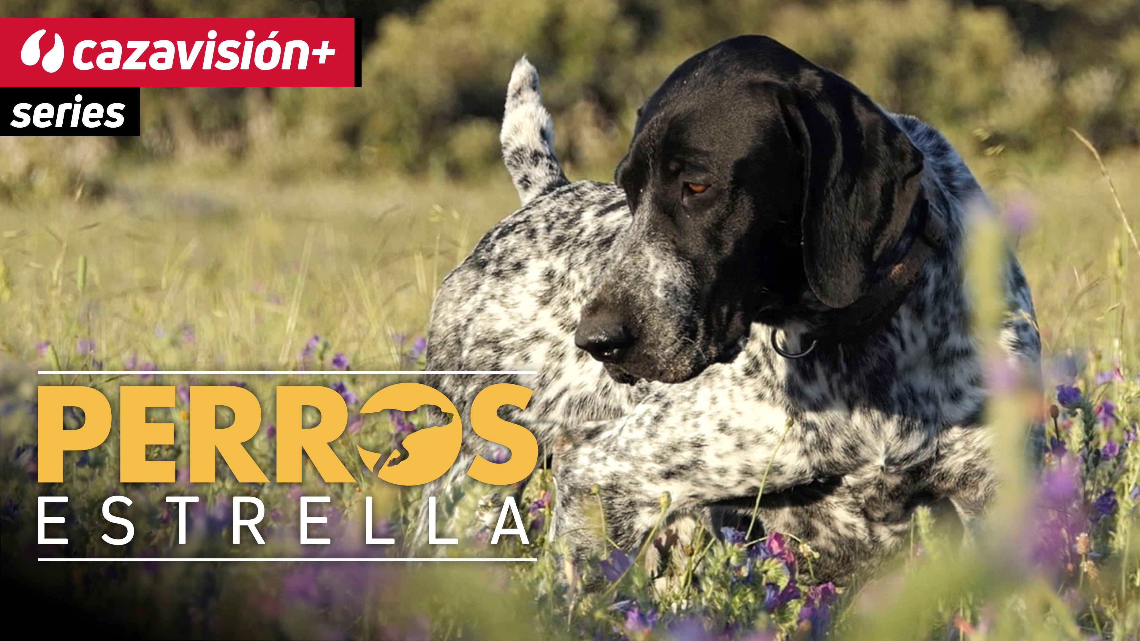 Perros estrella