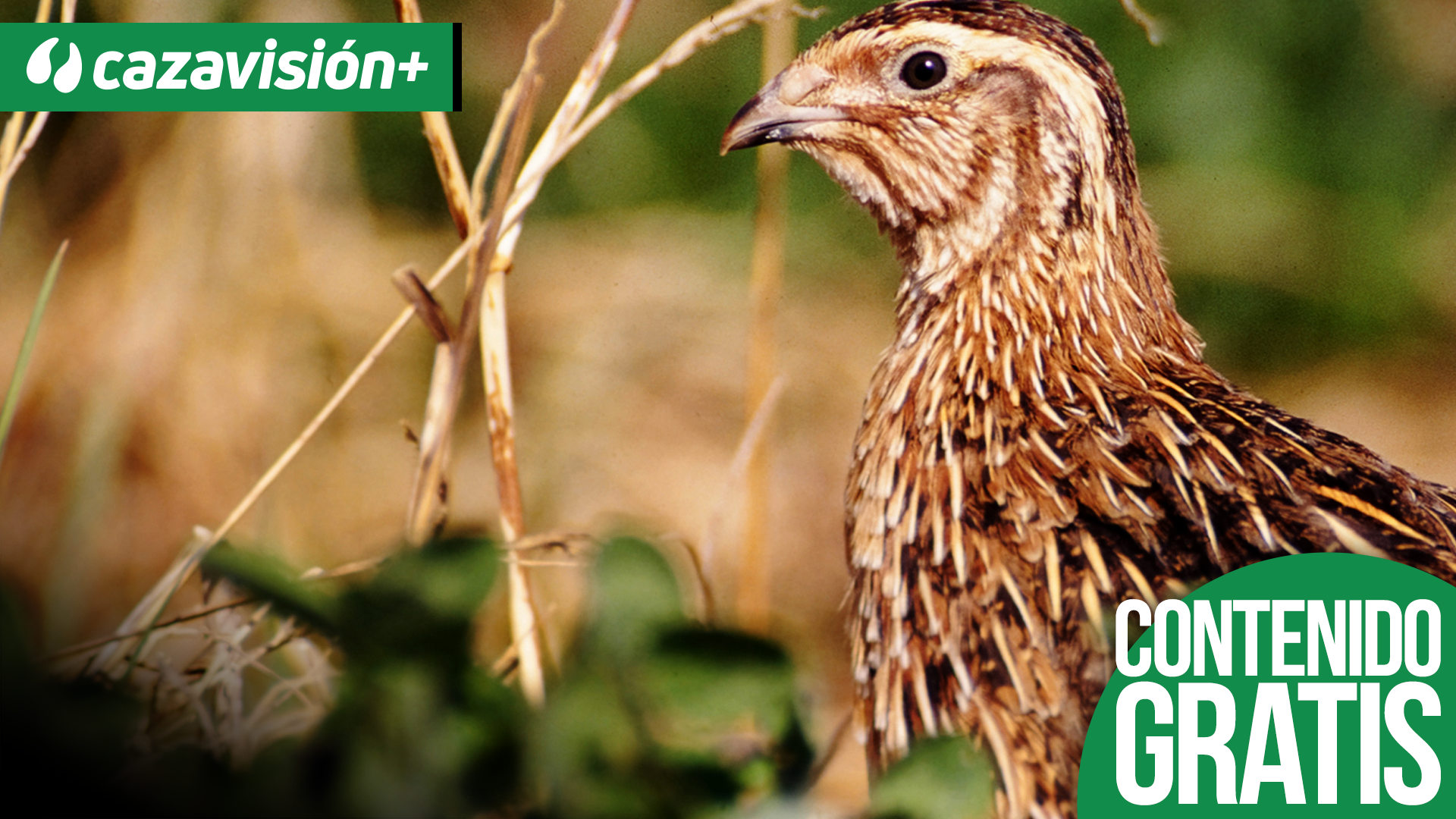 La caza en la comarca Toledana