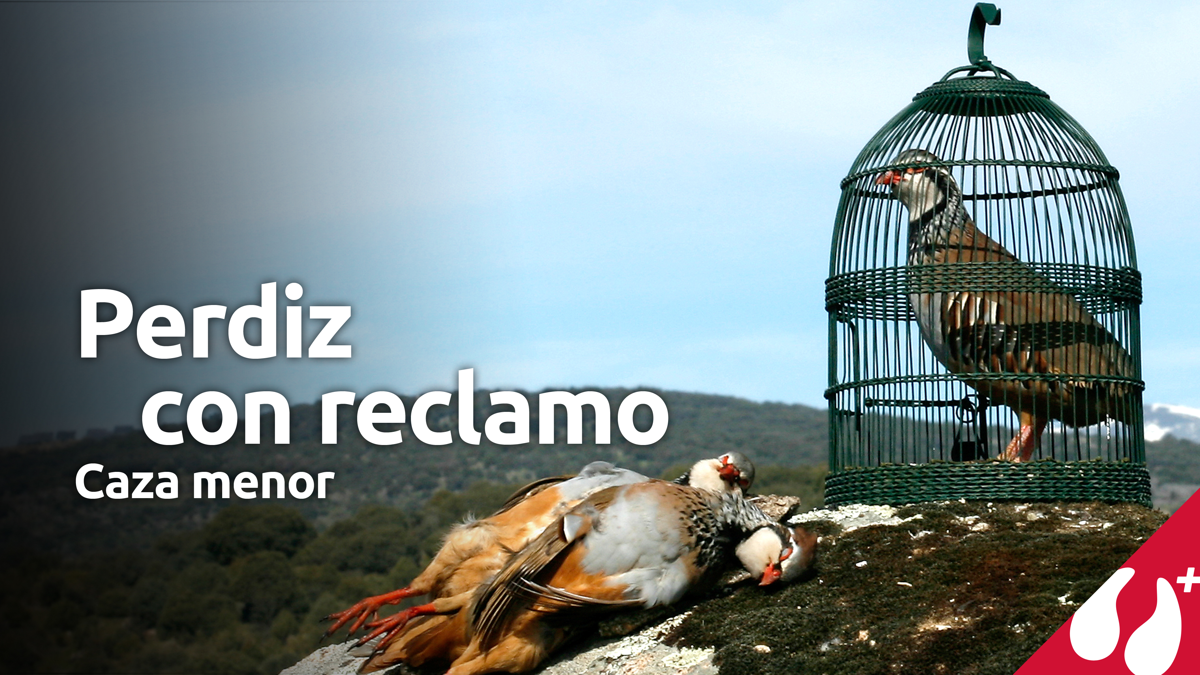 Perdiz con reclamo