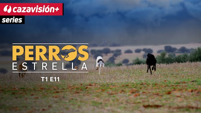 Chaparra: velocidad, resistencia e in...