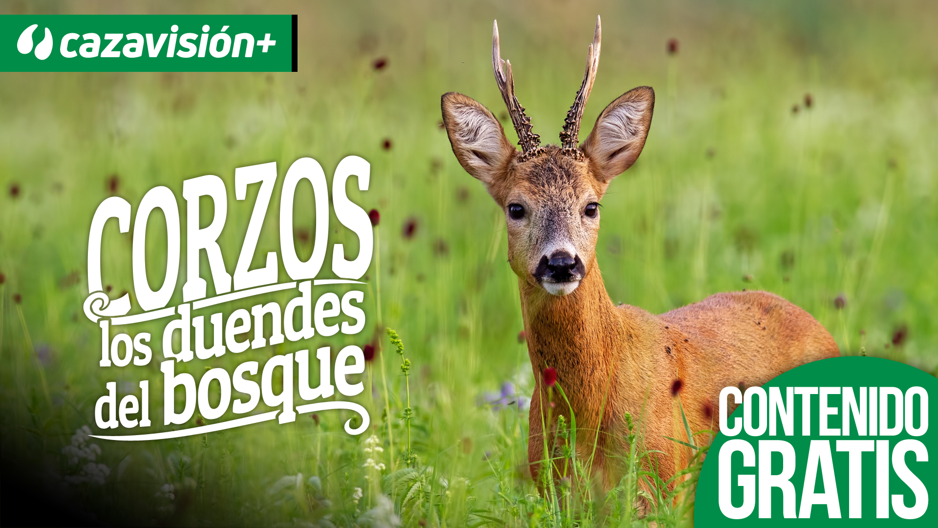 Corzos, los duendes del bosque