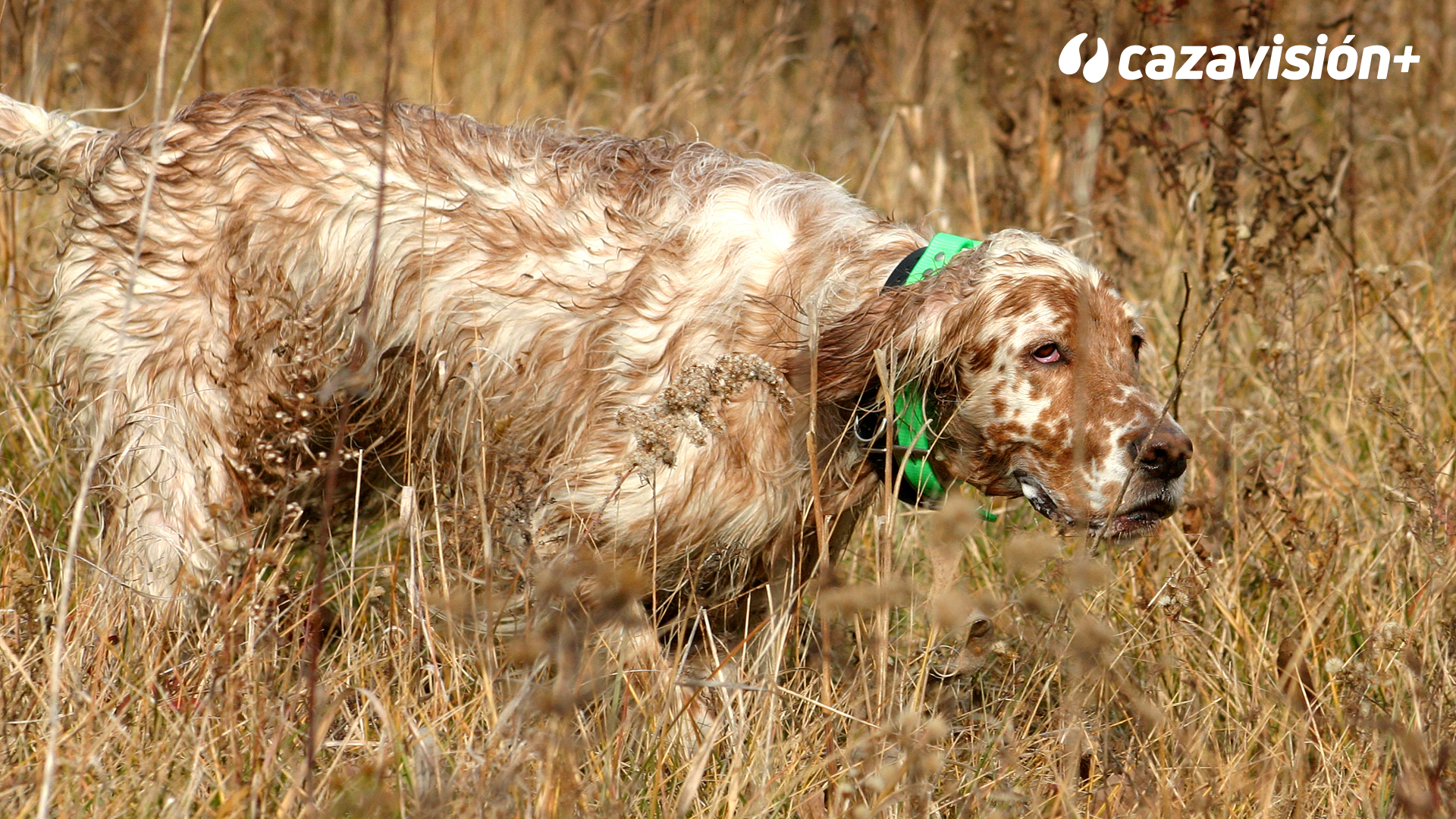 Razas continentales y británicas: El Setter Inglés