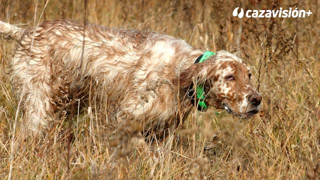 Razas continentales y británicas: El ...