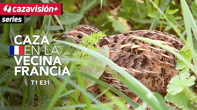 Redescubrir la codorniz en Francia