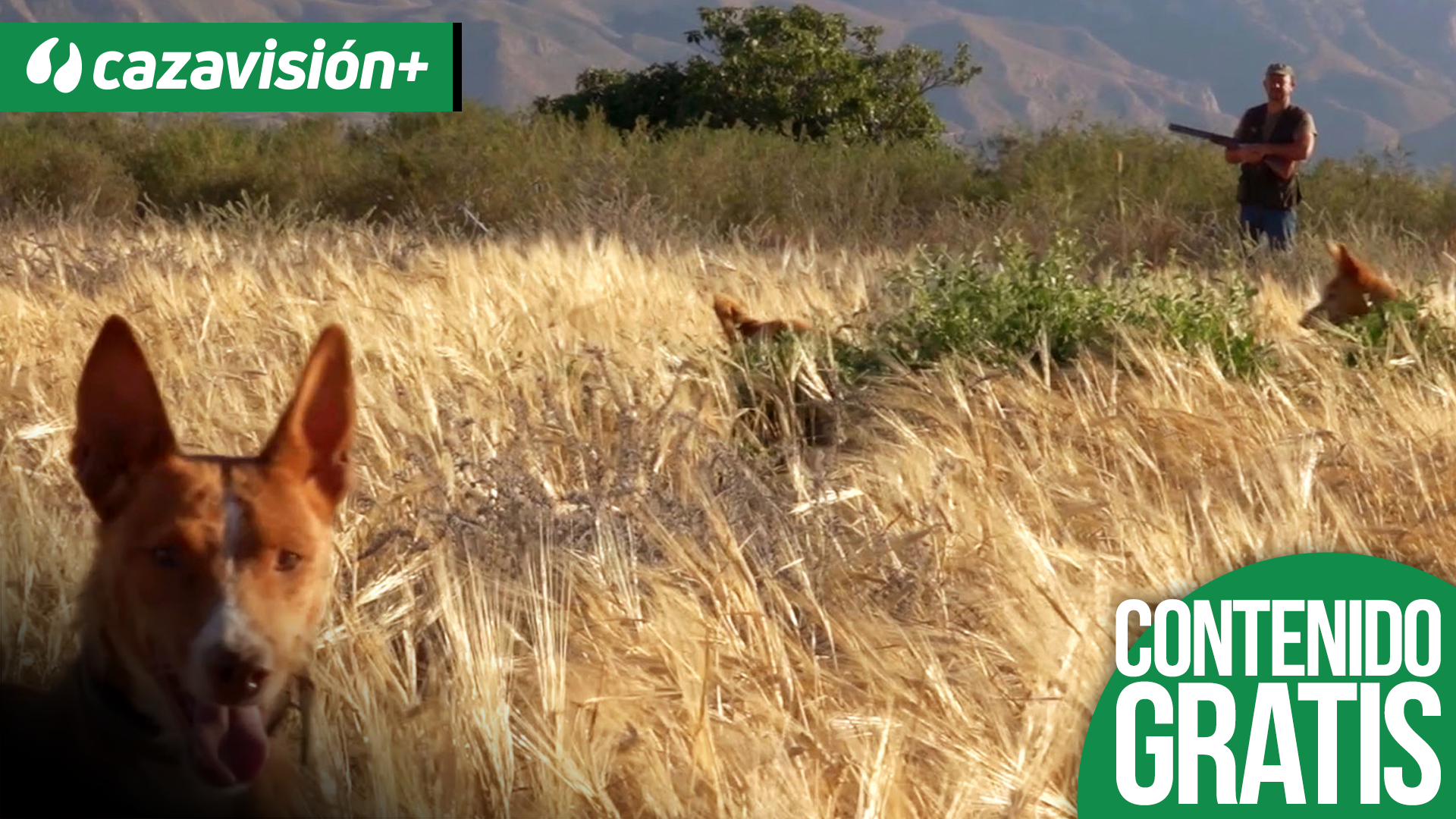 Con podencos a los conejos de Mazarrón