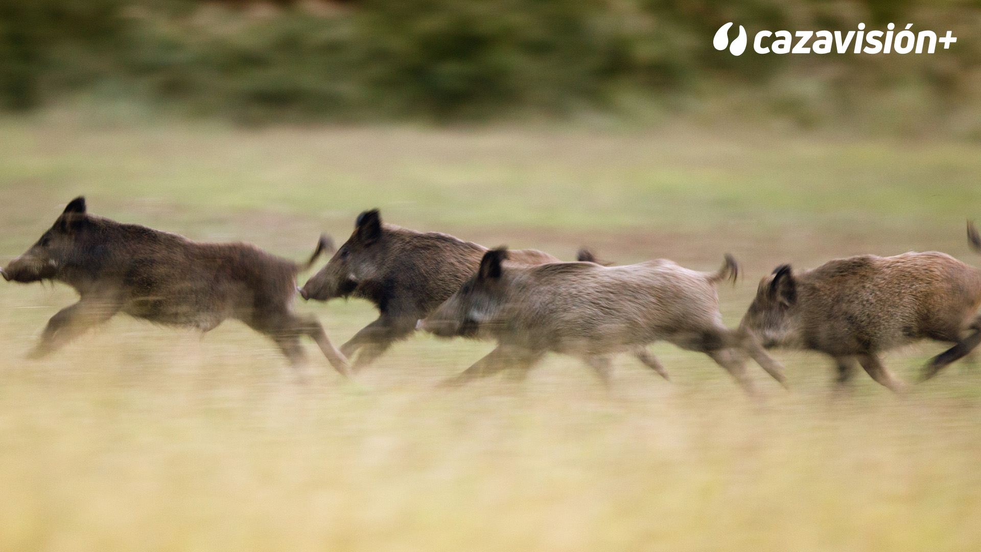 Montería en Encomienda del Mochuelo