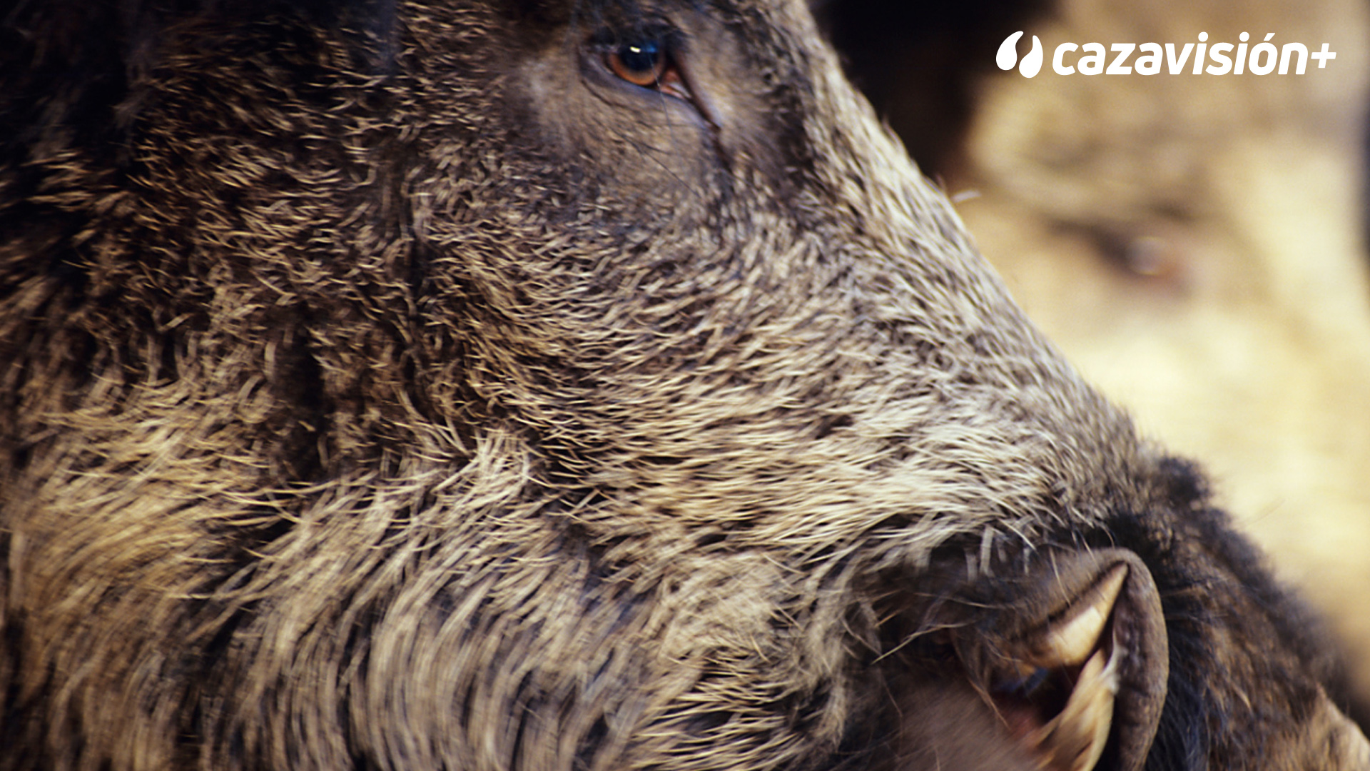 Montería de jabalíes en El Encinar