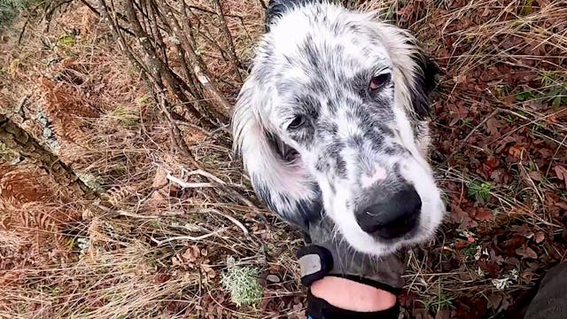 Los secretos de la becada 2. Proyecto...