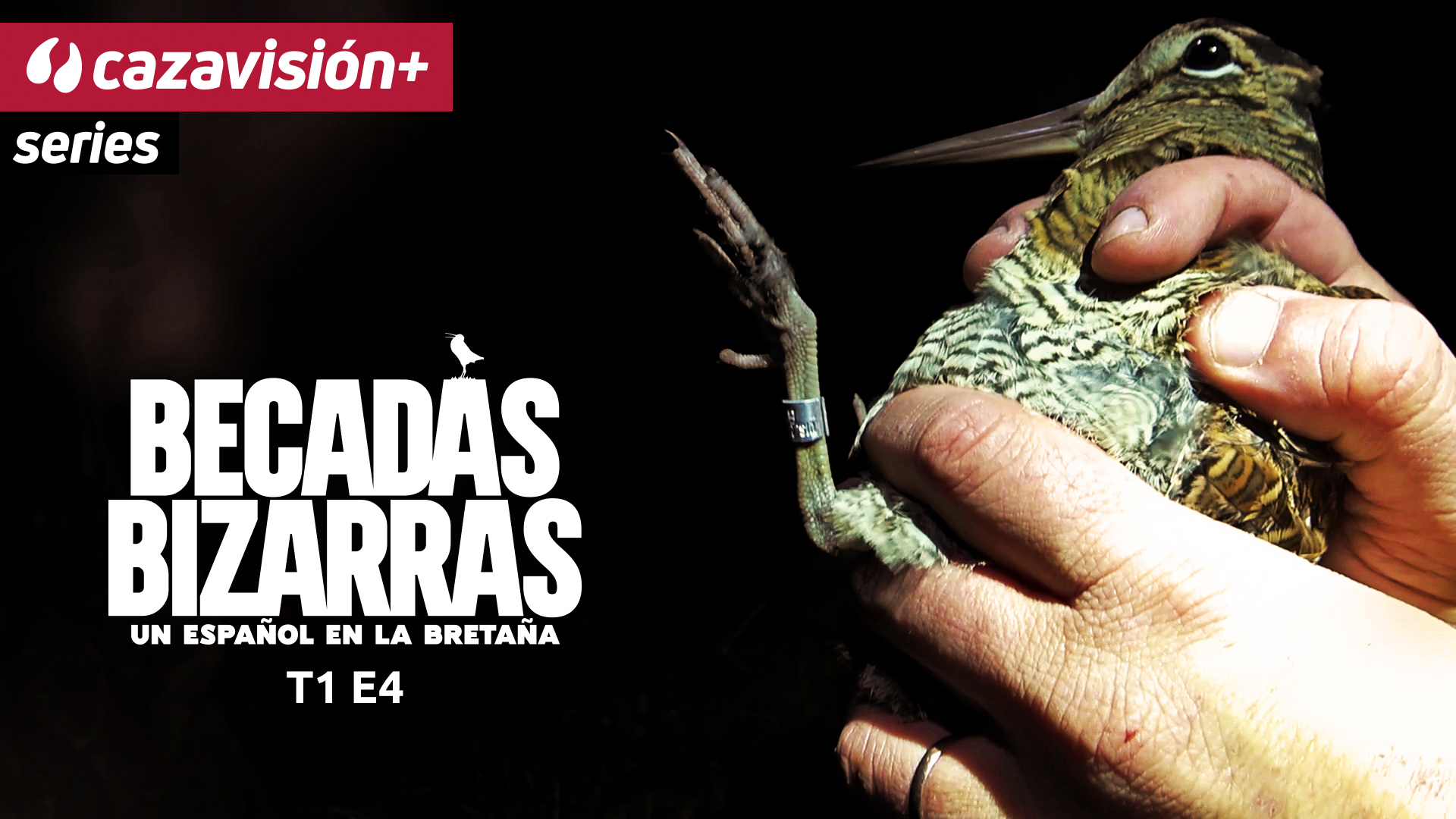 Becadas de día, becadas de noche