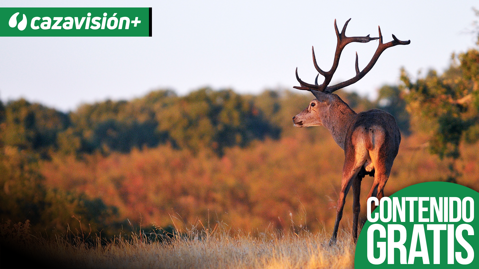 En el corazón de la berrea