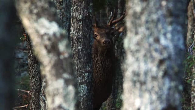 Bramidos en los bosques, comienzo de ...