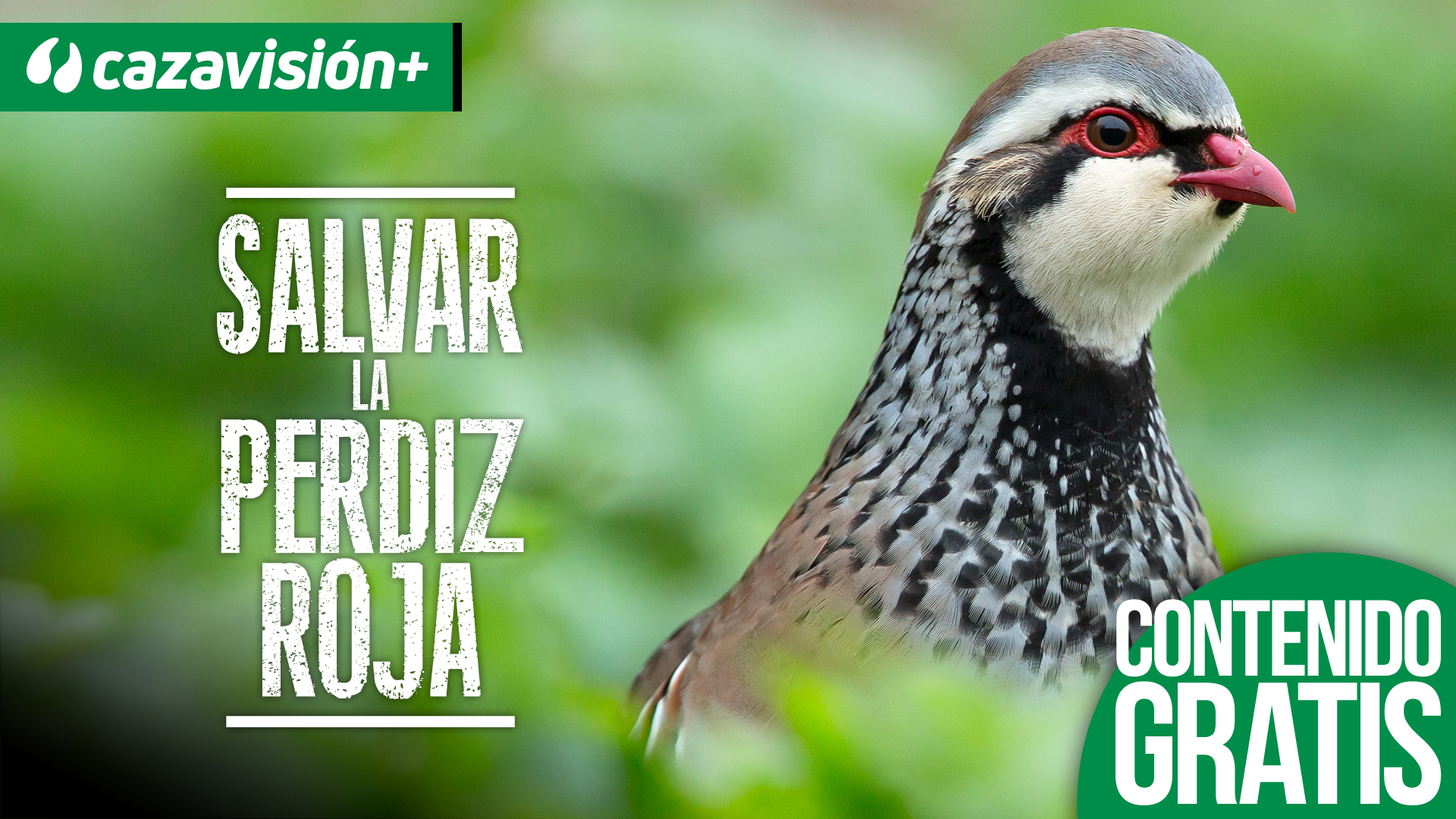 Salvar la perdiz roja