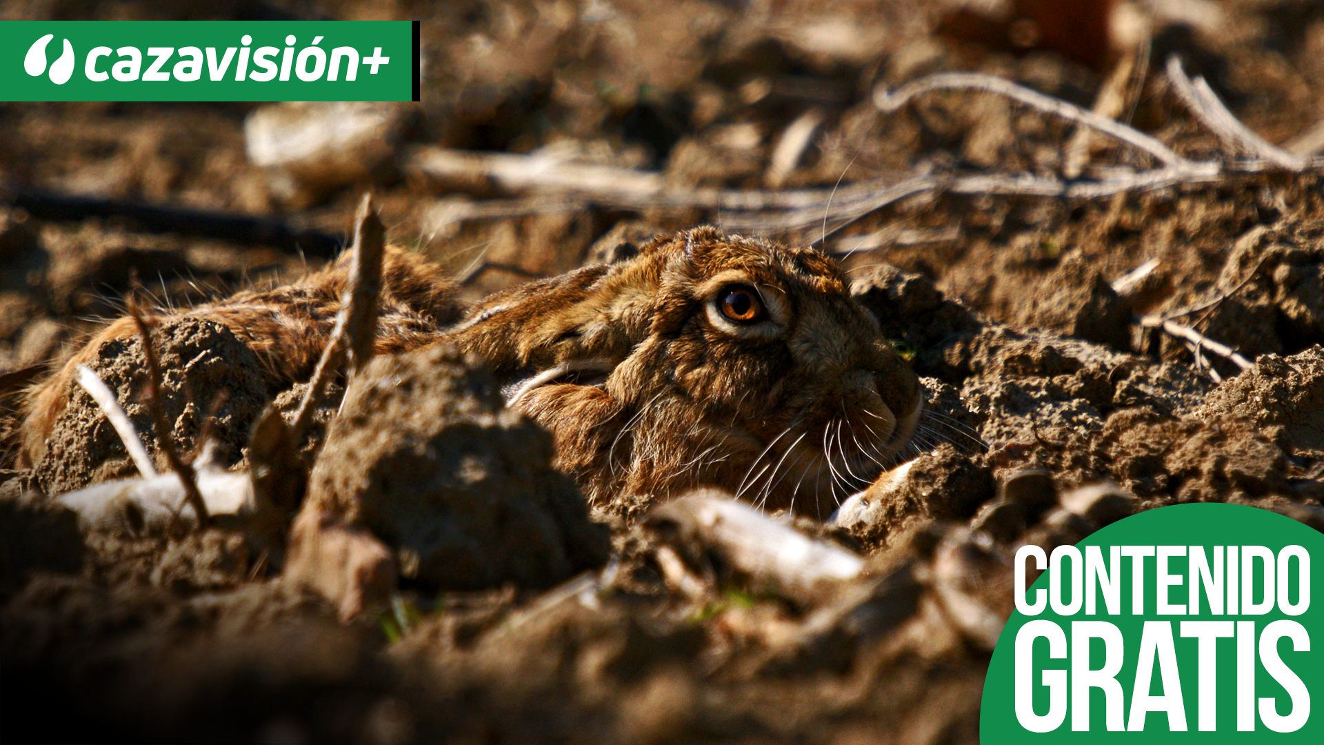 La excelencia de la caza del galgo a la liebre
