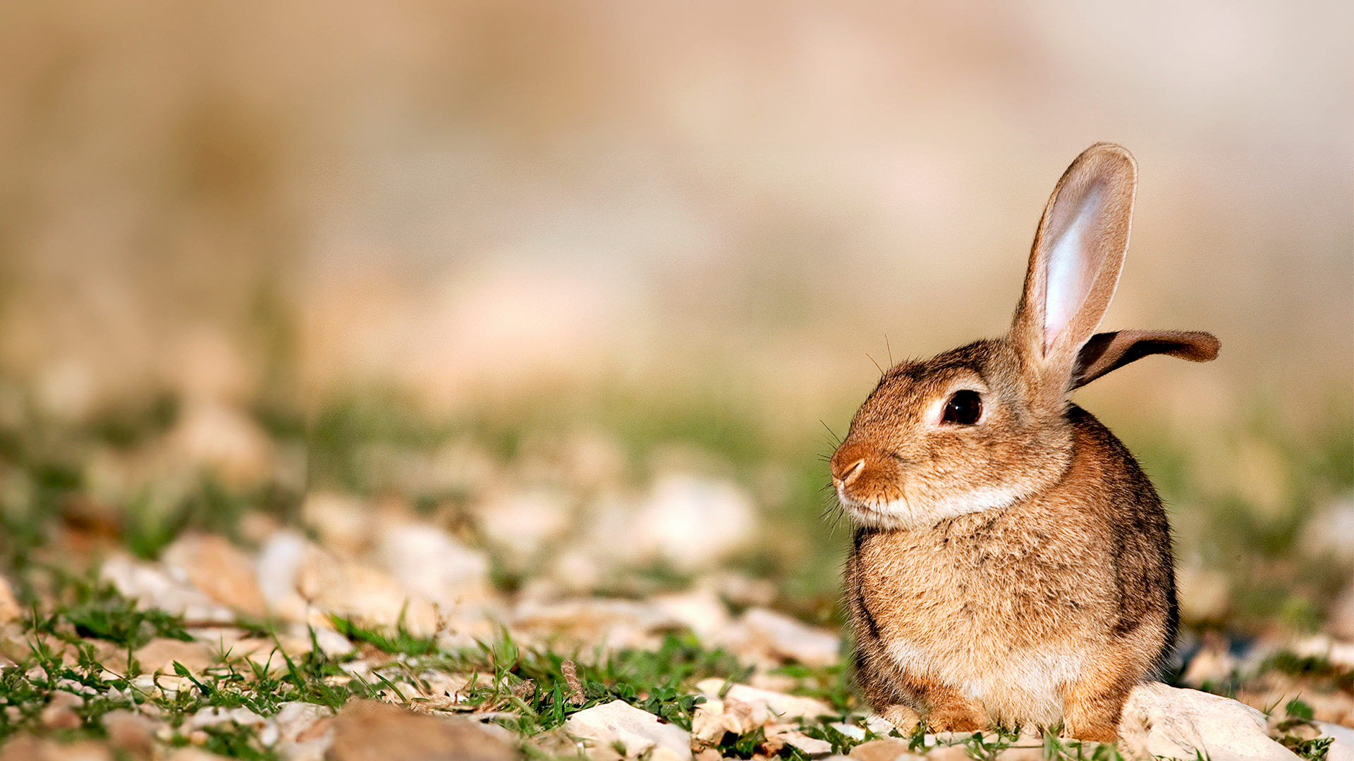 La importancia cinegética y ecológica del conejo de monte 1