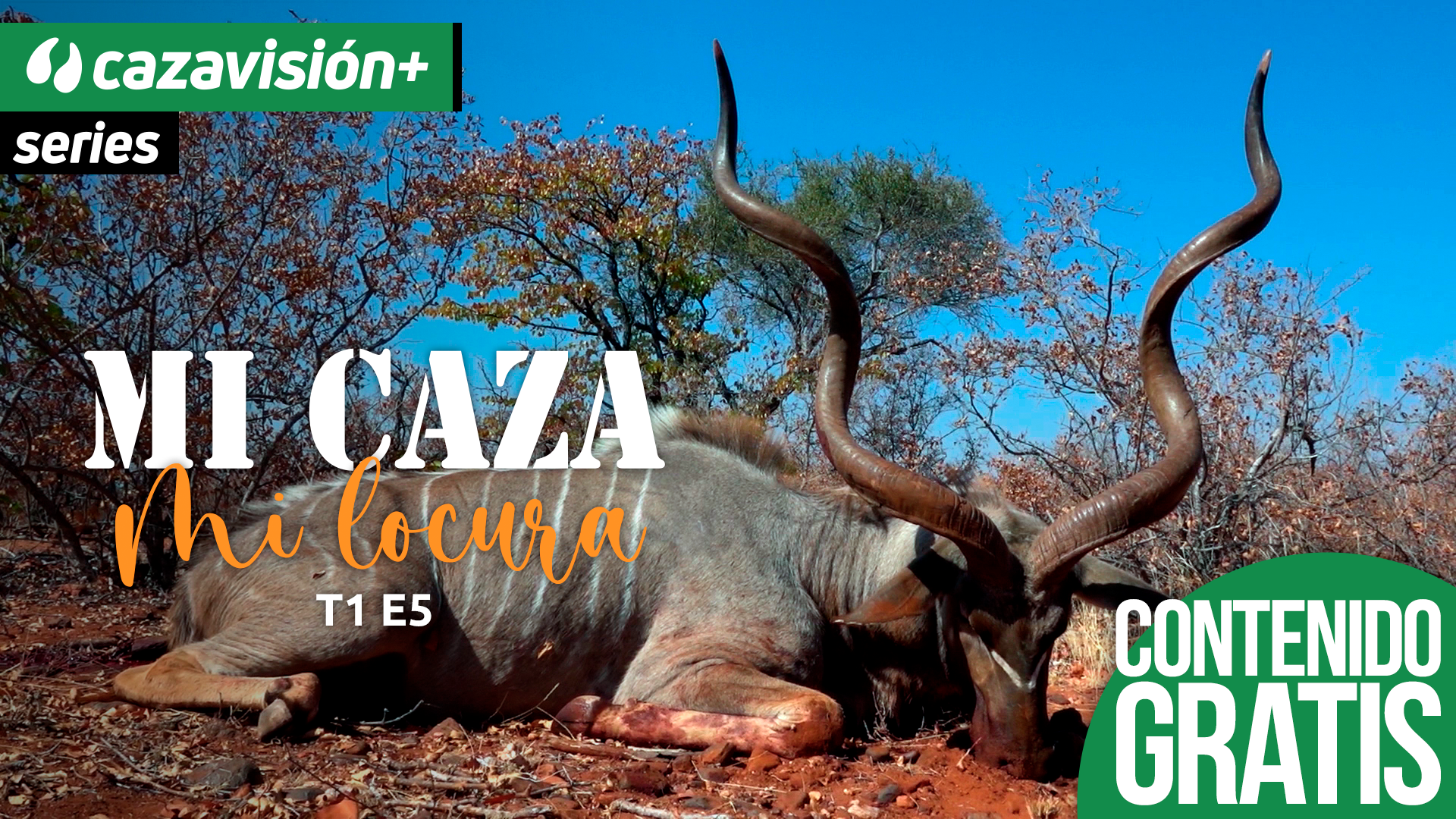 Rececho al espiralado. El Gran Kudu