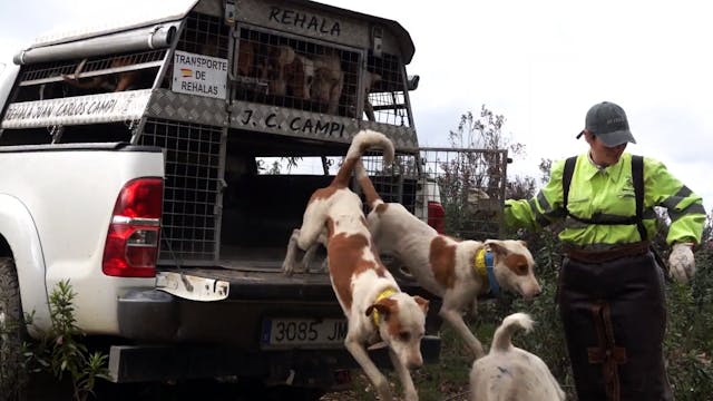 Montería de Jabalíes en Riofrío