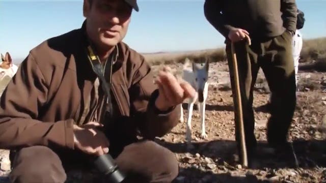 Caza con podencos ibicencos