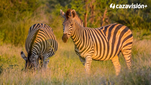 Orix, cebra y caza menor en un safari...