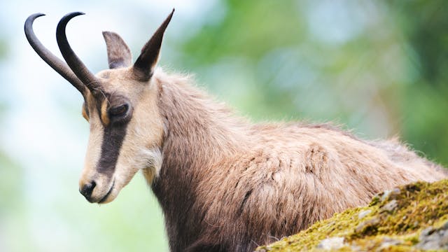 Sarrio: el príncipe de la montaña